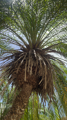 Pygmy Date Palm