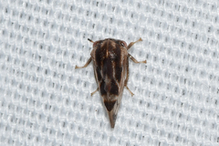Xantholobus