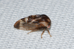 Xantholobus