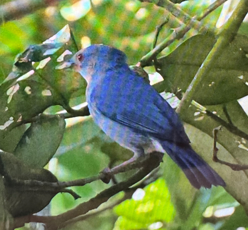 Bicolored Conebill (Conirostrum bicolor), photo 4