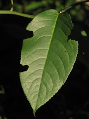Dendrophorbium barkleyanum