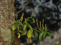 Peperomia trianae