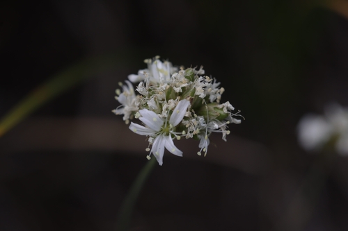 Eremogone congesta, photograph 2