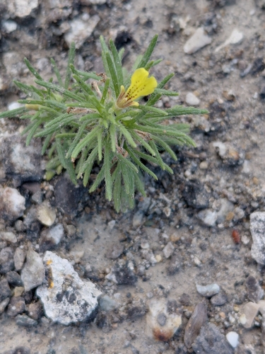 Ground-pine