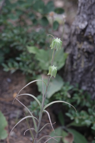 Fritillaria atropurpurea, photograph 6