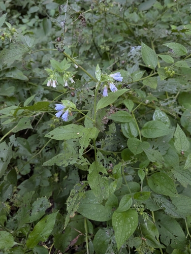 Prickly comfrey (Symphytum asperum)