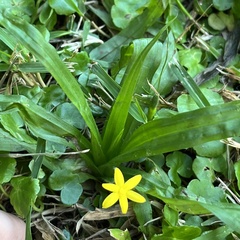 Hypoxis decumbens, photograph (c) Ariel Francisco Villaverde Fariña, some rights reserved (CC BY)