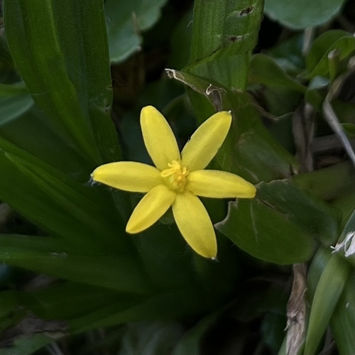Hypoxis decumbens, photograph 5