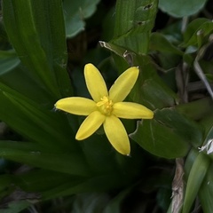 Hypoxis decumbens, photograph (c) Ariel Francisco Villaverde Fariña, some rights reserved (CC BY)