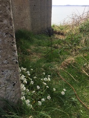 Cochlearia officinalis