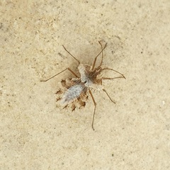 Phyllomorpha laciniata