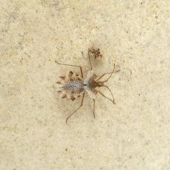 Phyllomorpha laciniata