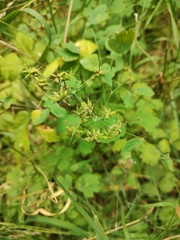 Thalictrum occidentale, photograph author not stated, no rights reserved