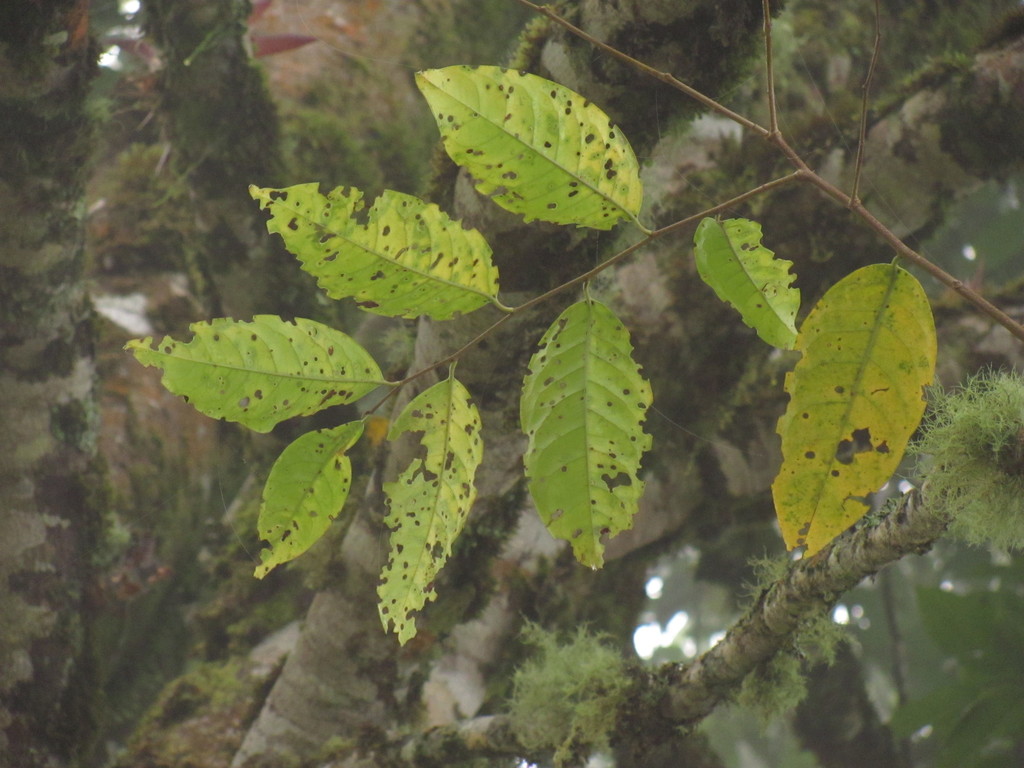Prunus littlei
