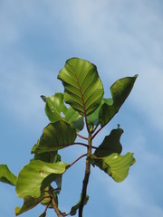 Ladenbergia oblongifolia