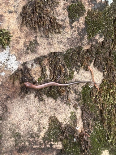 Little Brown Skink