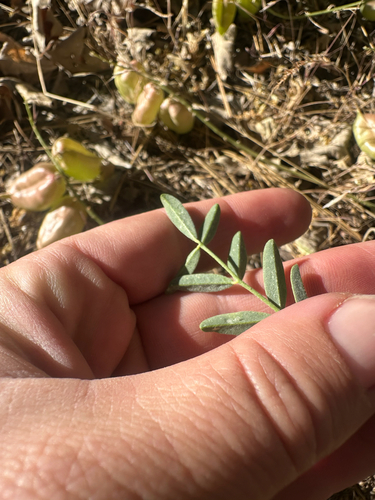 Astragalus douglasii, photograph 6
