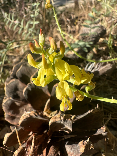 Astragalus douglasii, photograph 3