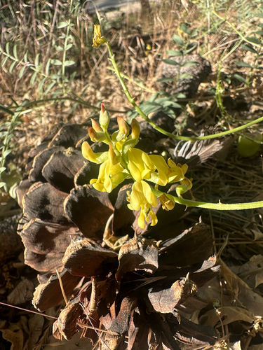 Astragalus douglasii, photograph 4