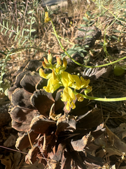 Astragalus douglasii, photograph (c) Melanie J. Davis, some rights reserved (CC BY)