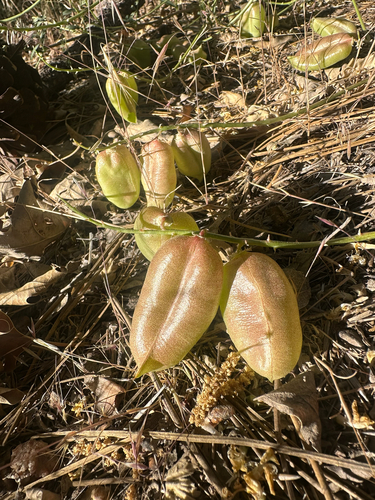 Astragalus douglasii, photograph 5