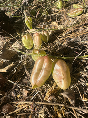 Astragalus douglasii, photograph (c) Melanie J. Davis, some rights reserved (CC BY)