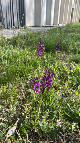 Anacamptis morio, photograph 5