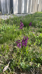 (c) Balder Dyekjær, some rights reserved (CC BY) Anacamptis morio, photograph (c) Balder Dyekjær, some rights reserved (CC BY)