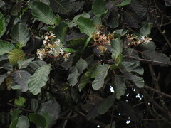 Ladenbergia oblongifolia