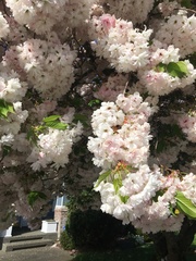 Prunus