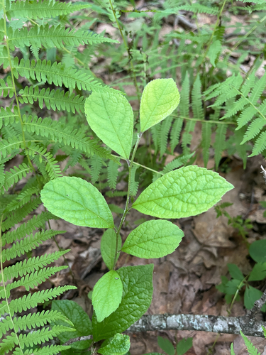 Symplocos paniculata, photograph 5