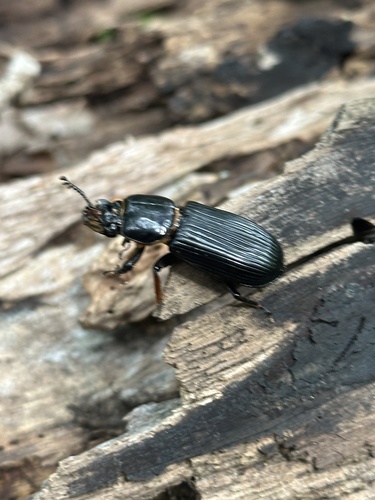 Horned Passalus Beetle