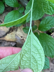 Symplocos paniculata, photograph author not stated, no rights reserved