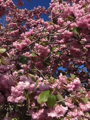 Prunus