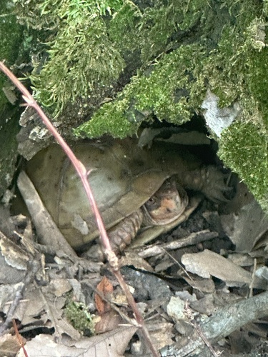 Three-toed Box Turtle