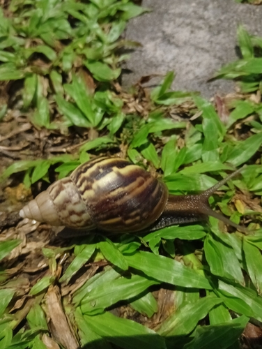African Giant Snail