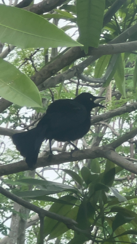 Carib Grackle
