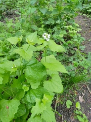 Alliaria petiolata