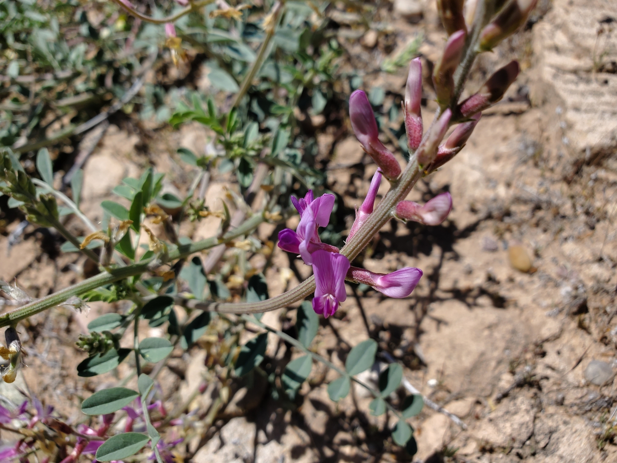 Astragalus lentiginosus var. stramineus