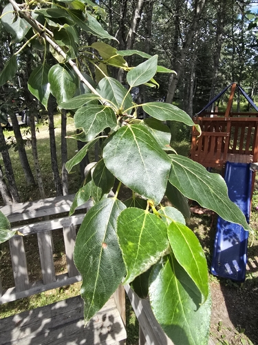 balsam poplar