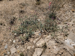 Astragalus lentiginosus stramineus