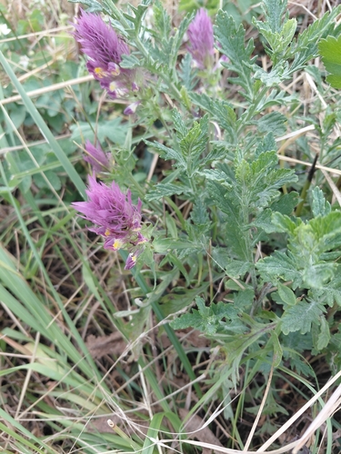 Field Cow-wheat