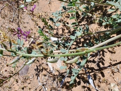 Astragalus lentiginosus stramineus