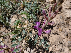 Astragalus lentiginosus stramineus