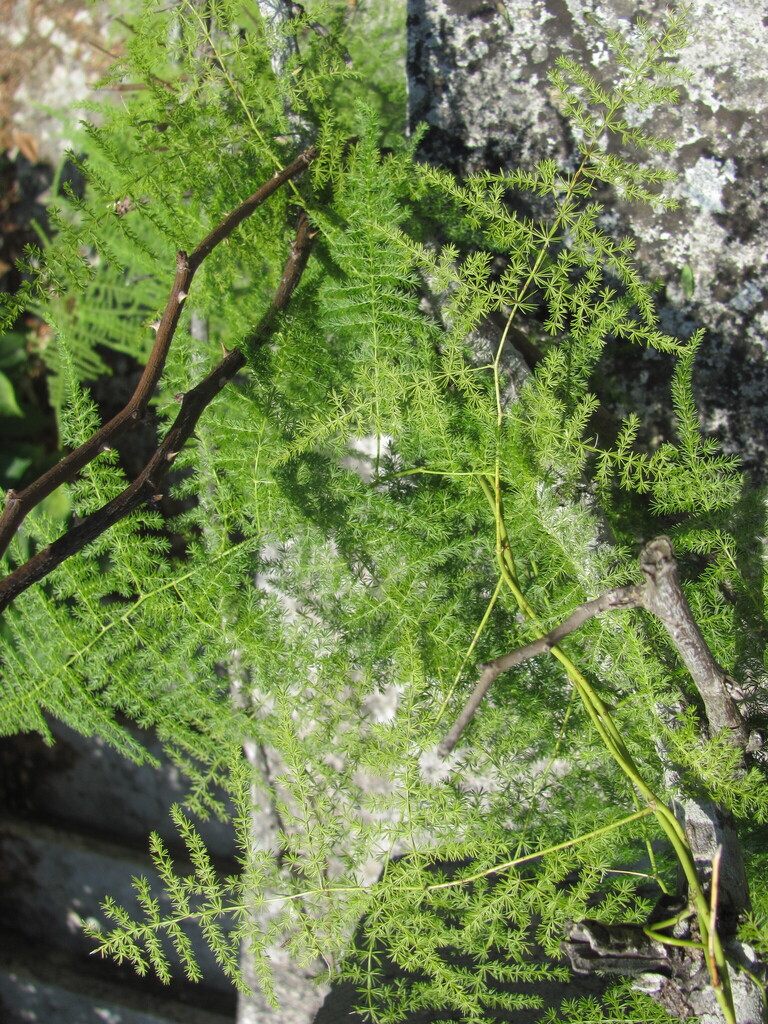 Asparagus Fern