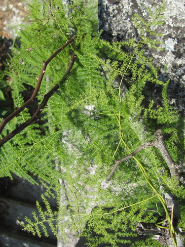 Asparagus setaceus