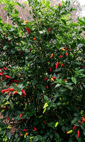 Capsicum frutescens observed 2026-07-17