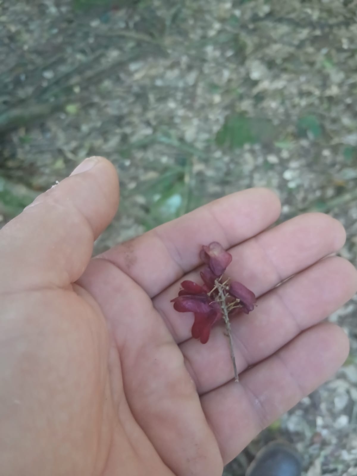 Imagem de cipó-timbó