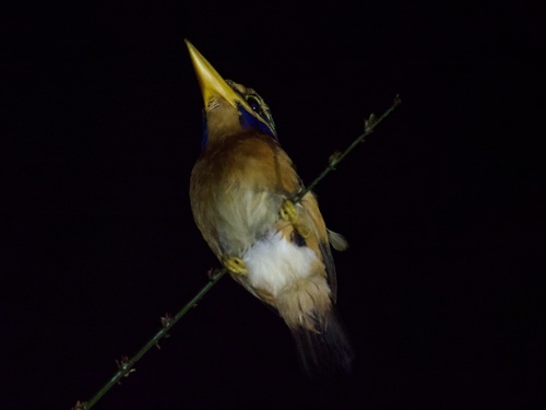 Rufous-collared Kingfisher