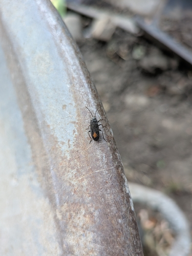 Aphanus rolandri
